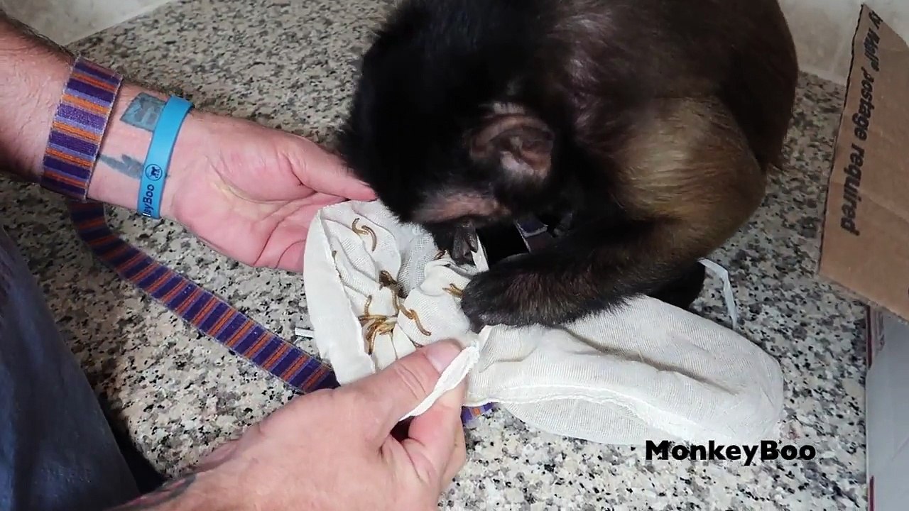 Monkey Shares Bugs With Pet Human (BONUS BUG)