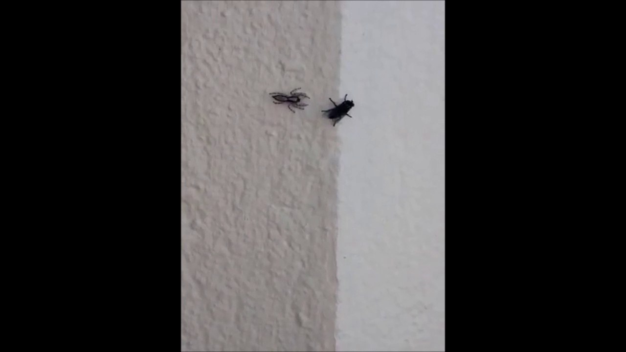 La technique de cette araignée pour attraper cette mouche est incroyable