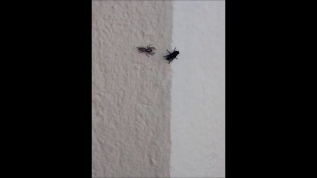 La technique de cette araignée pour attraper cette mouche est incroyable