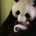 Le bébé panda du zoo de Beauval a bientôt 2 mois