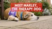 Meet Marley, the adorable therapy dog helping people with dementia