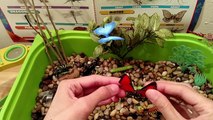 Insect Sensory Tub & Activities Preschool & Kindergarten Safari LTD