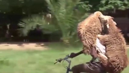 تصور إن الخاروف يركب دراجة هوائية ويمشي في شارع مزدحم ههههههه