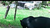 Big vs Big Cats Deadliest Fights Tiger Jaguar Cheetah Gorilla Crocodile Lions Attacks