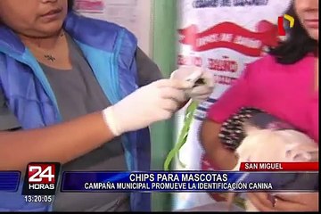 San Miguel: implantarán chip para identificar a mascotas del distrito