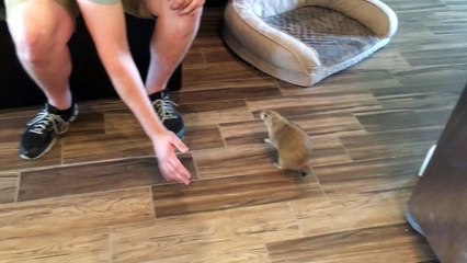 Peanut the Prairie Dog