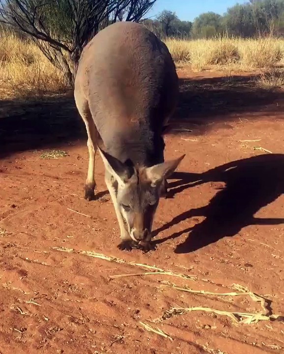Cute Kangaroo Baby