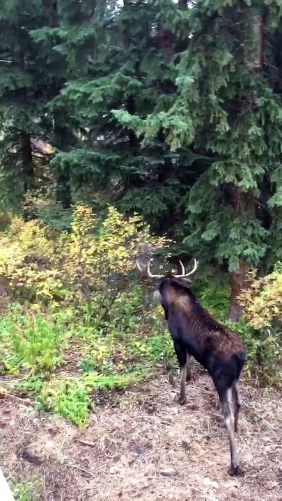 Moose Fight