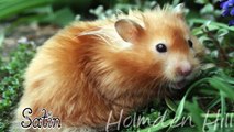 Syrian Hamster Fur Types, Markings & Colours!