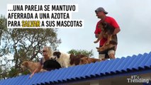 ¡Son unos héroes! Pareja no abandona a sus mascotas durante paso del huracán María en Puerto Rico