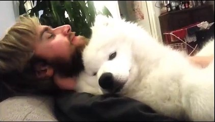 甘えん坊のサモエド子犬がかわいすぎ！ご主人の腕の中で幸せそうなもふもふサモエド子犬！