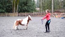 How to Teach Your Horse to do LIBERTY [The first steps of liberty training]