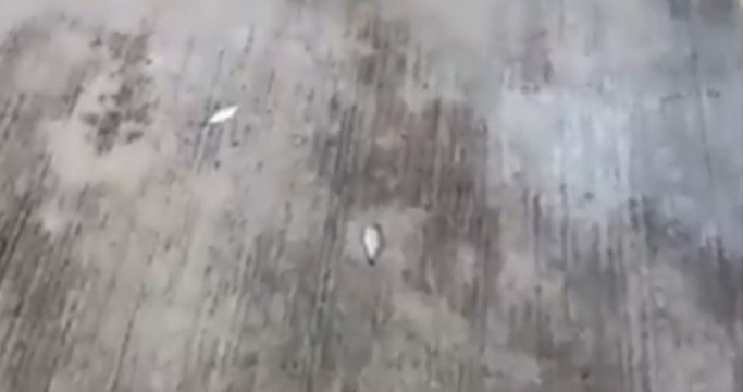 En México comenzaron a caer peces desde el cielo