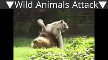 Blanc tigre vs lion vrai combat à mort animaux sauvages attaque