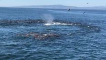 Humpback Whales and Sea Lions Feed on a School of Anchovy in Monterey Bay