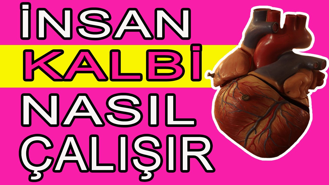 İnsan Kalbi