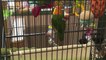 Parrot Stolen from Pet Store Reunited with Owner