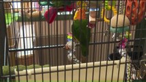 Parrot Stolen from Pet Store Reunited with Owner
