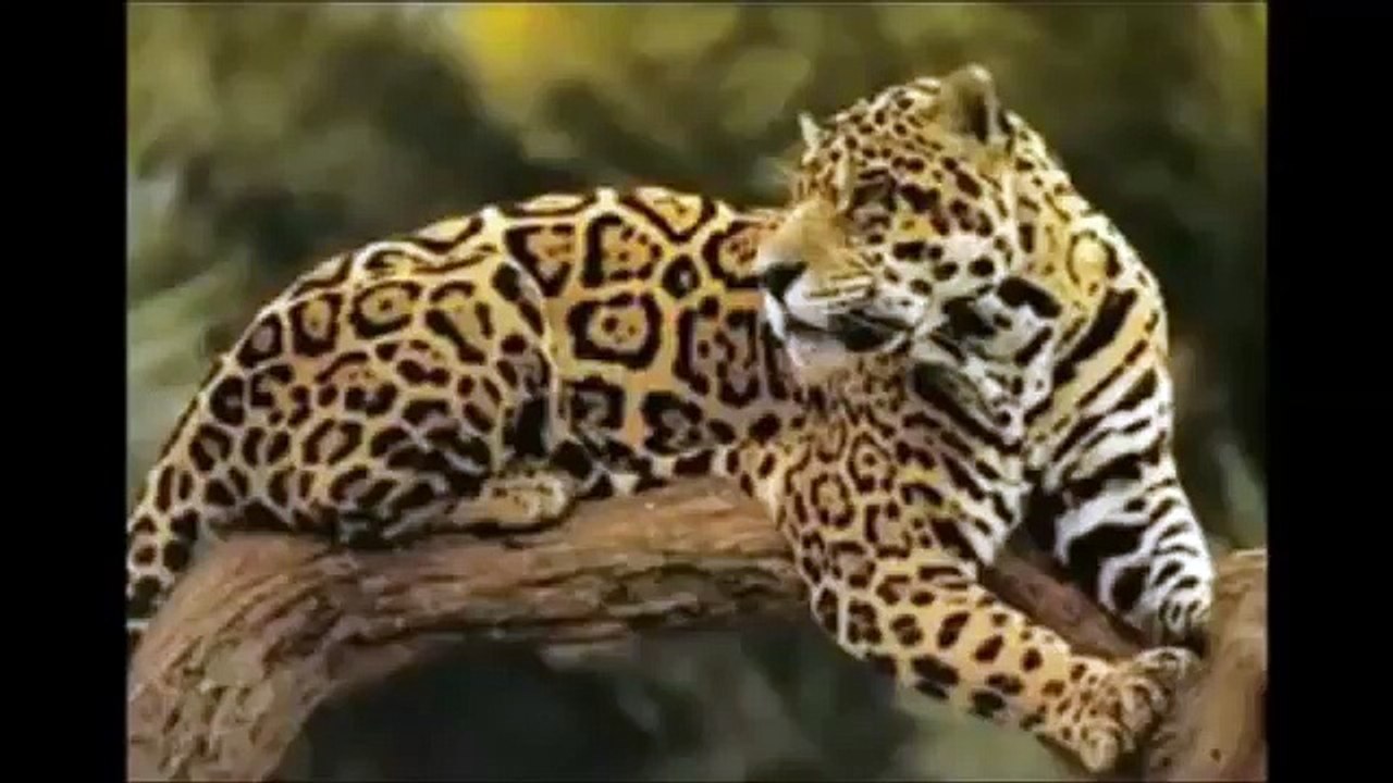 Teaching Animals For Childeren babies toddlers - Learning Animal Names With Animal Sounds