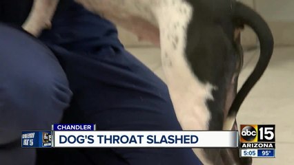 Authorities searching for suspect after dog’s throat cut