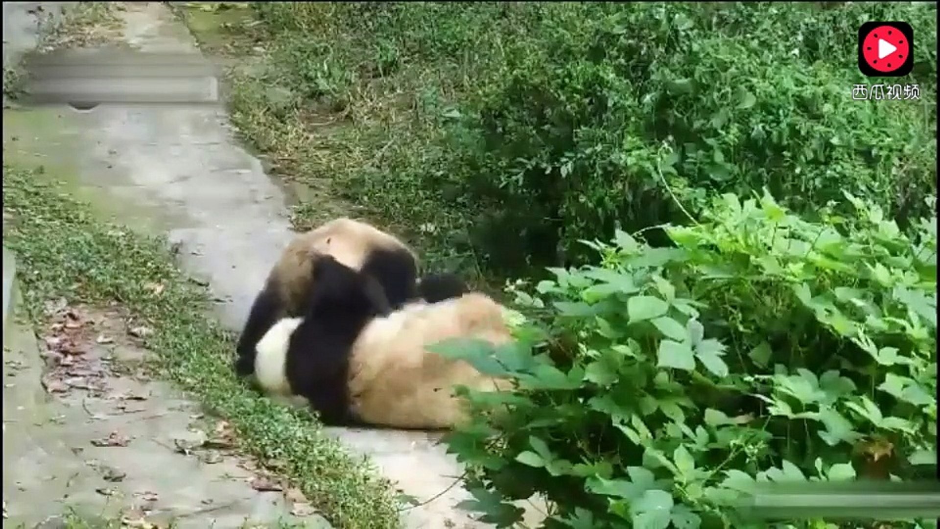 ⁣熊猫打架真逗，直接把另一只熊猫推到，然后爬到它的身上去