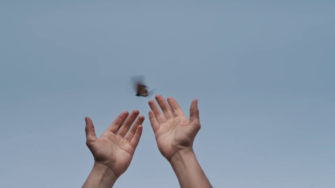 Flight of the Butterflies - Watching the Super Butterflies Migrate South