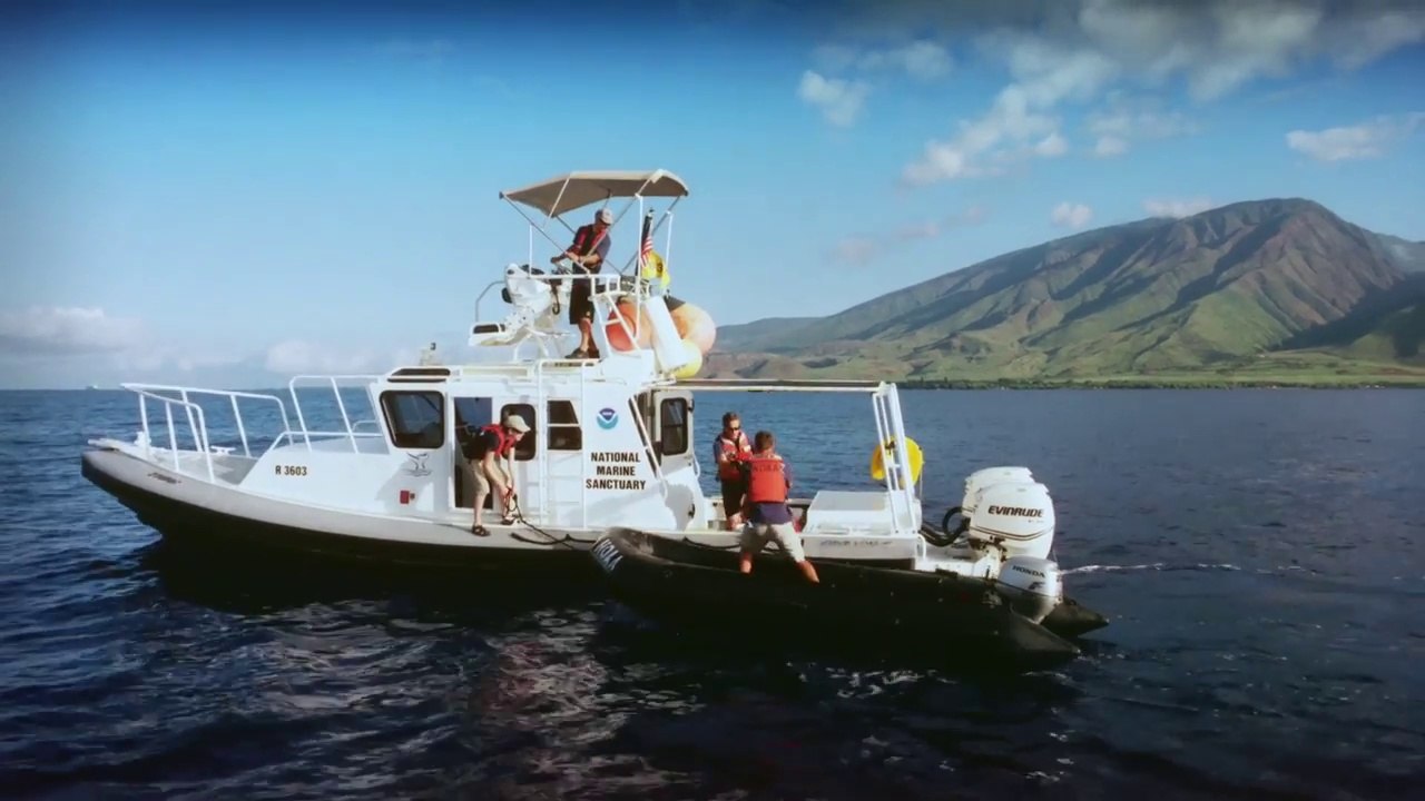 Humpback Whales - Clip: Setting Free