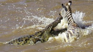 Most Amazing Crocodile Attacks Compilation Including Zebra, Anaconda, Impala .