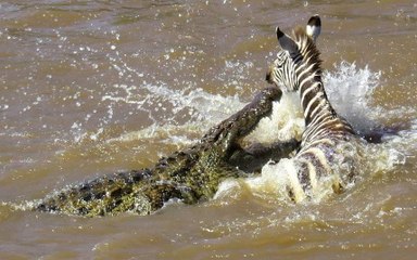 Most Amazing Crocodile Attacks Compilation Including Zebra, Anaconda, Impala .