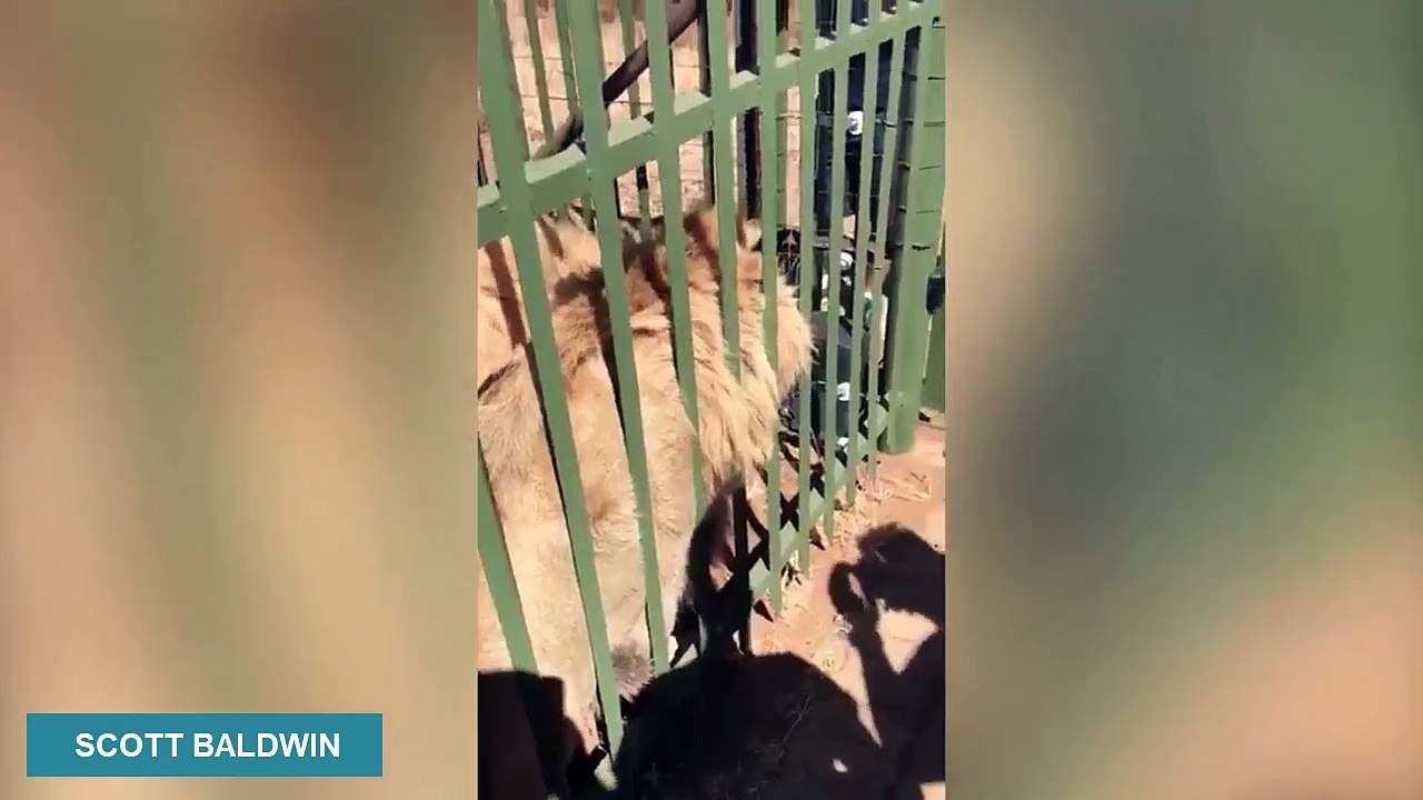 Rugby Ace Scott Baldwin Gets Bitten by a Lion at South African Game Park