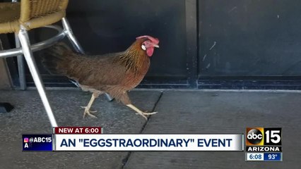 Stray chicken lays egg outside of Phoenix U.S. Egg location