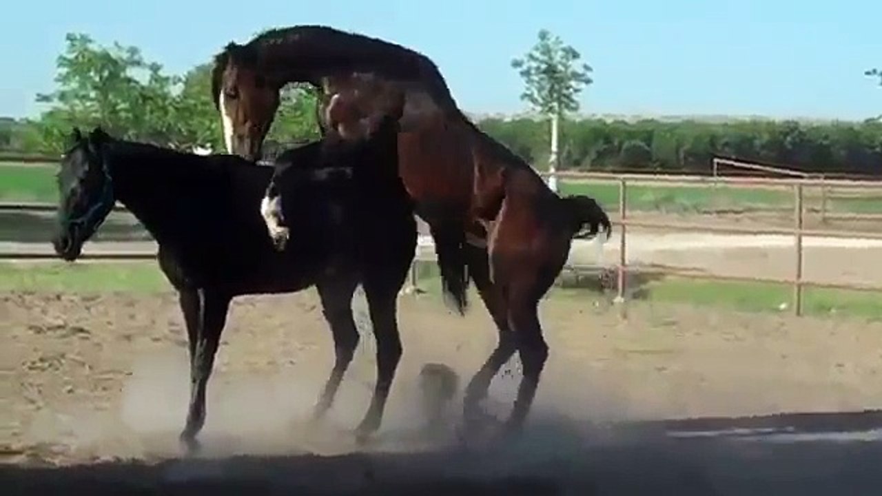 Animal mating 13