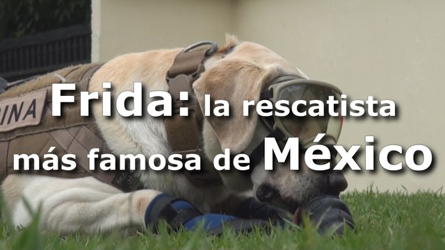 Frida: la rescatista más famosa de México