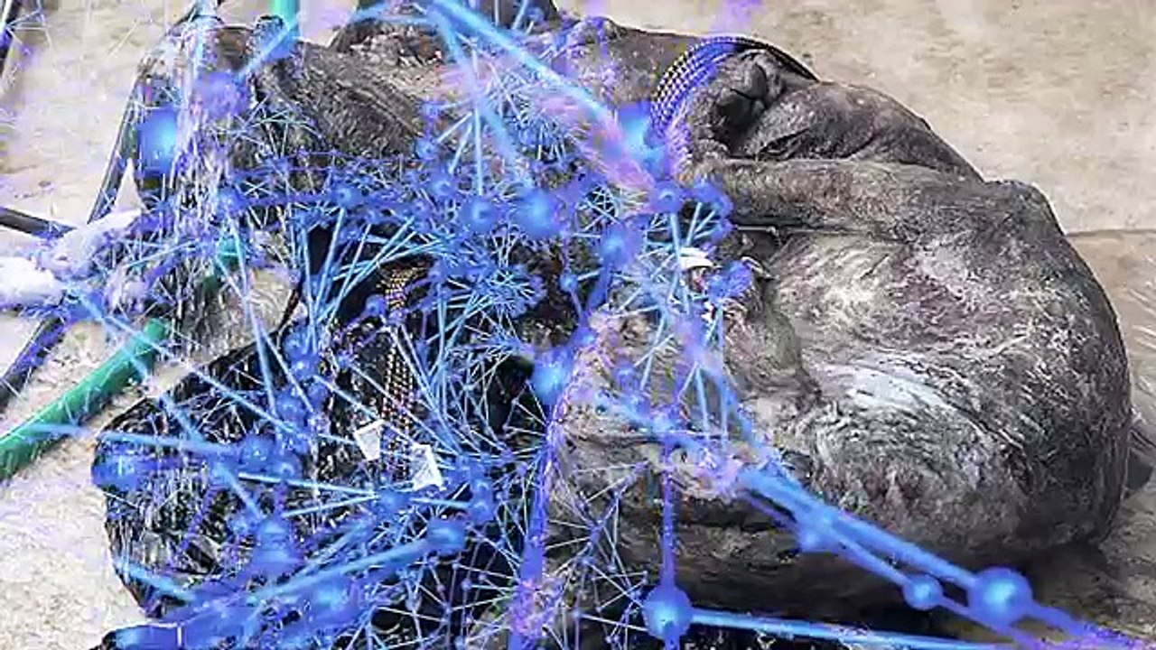 8 Mysterious Chupacabra Sightings