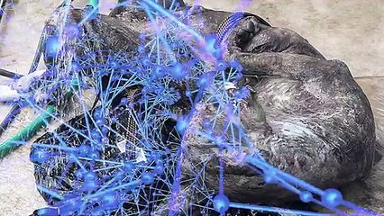 8 Mysterious Chupacabra Sightings