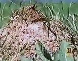 Ants Documentary Channel Giant Deadly Killer Ants Shocking Scary