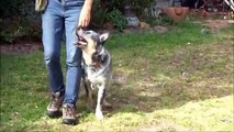 Australian Cattle Dog (Blue Healer). Ozzie in training at 10 months old!!