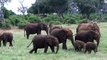 Baby elephants playing, very cute funny!!!! African Safari Tsavo East Kenya