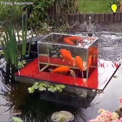 Download Video: Ces poissons rouges peuvent nager hors du bassin... Magnifique