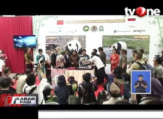 Sepasang Panda Lucu Akan Ramaikan Taman Safari