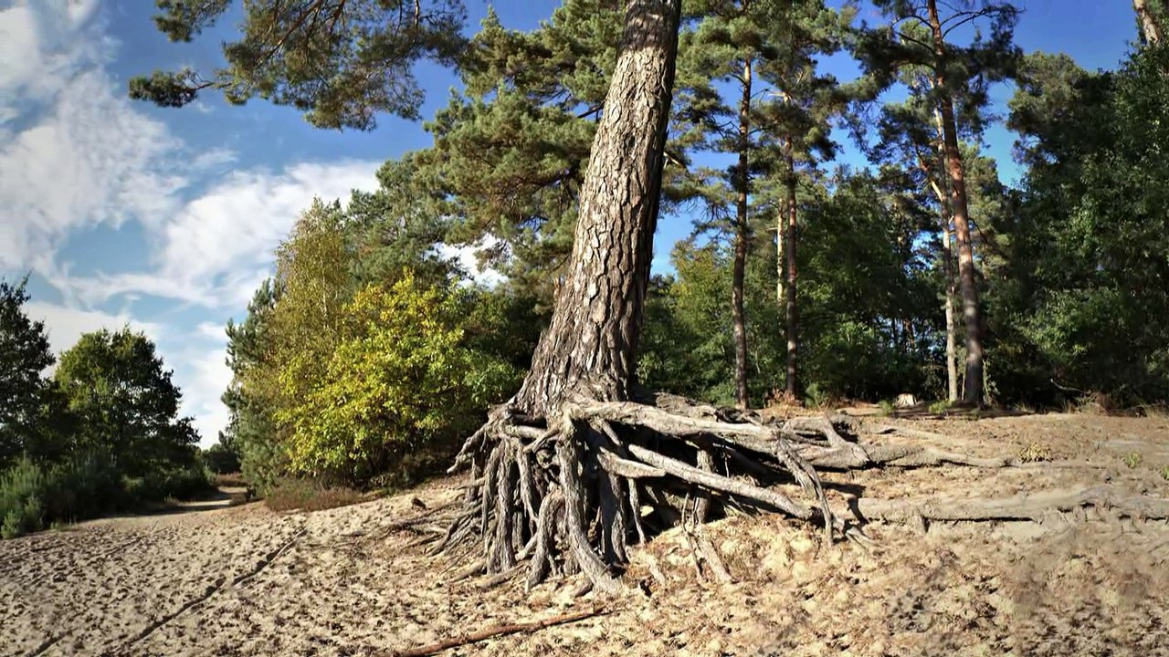 Mystische Wahner Heide in Troisdorf