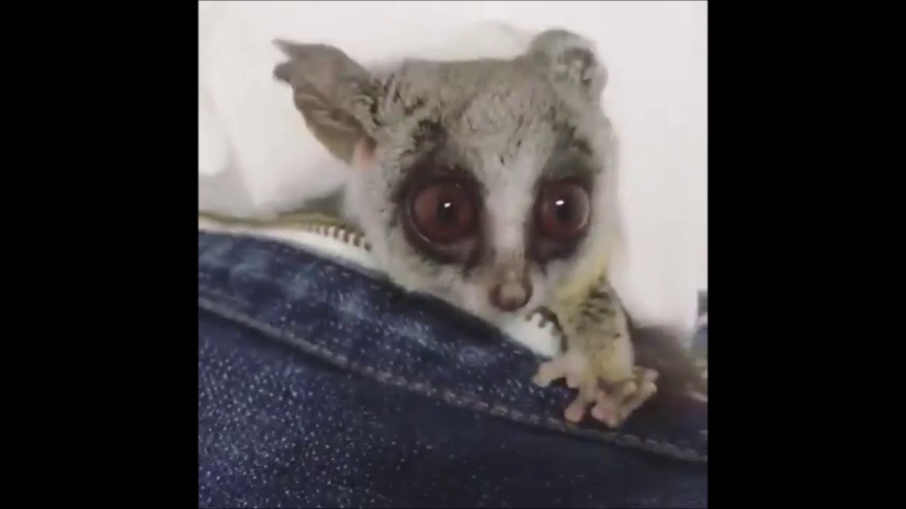 Ce petit animal trop choux qui joue à cache-cache va faire votre journée!