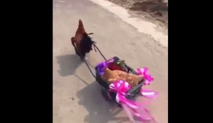 کون تجھے یوں پیار کریگا جیسے میں کرتا ہوں