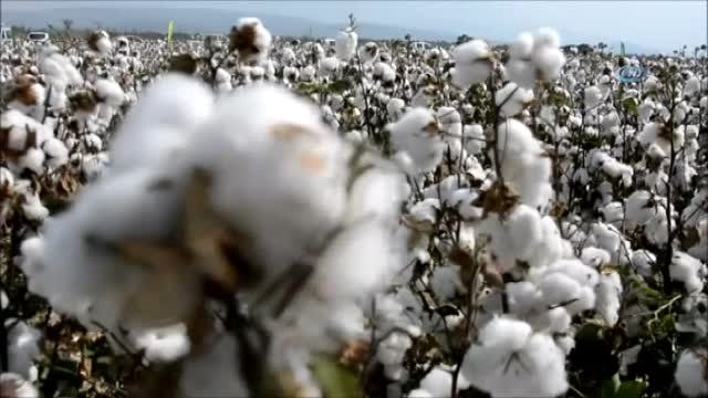 Türkiye'nin Pamuk Ambarı Söke'de Davul-zurnalı Pamuk Hasadı Şenliği