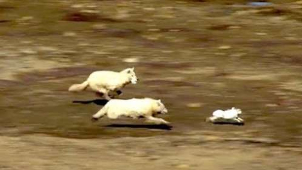 Ozzy Man Calls A Wolf VS Hare Chase