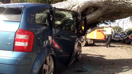 Tree crushes two cars in Cornwall, UK
