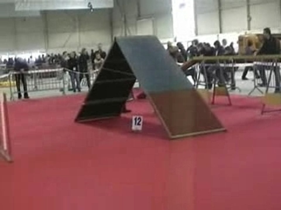 Bridget concours agility Metz 03.11.07