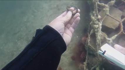 هذا الصباح- اكتشاف مستعمرة لأقواس البحر بجزيرة نيسنا