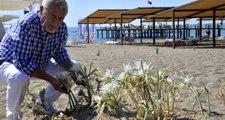Akdeniz Sahillerinde Yetişen Kum Zambaklarını Koparmanın Cezası 38 Bin Lira