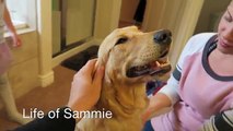 Sammies Bath Time in Ball Pit Pool! Golden Retriever Puppy - Playtime Fun Vlog